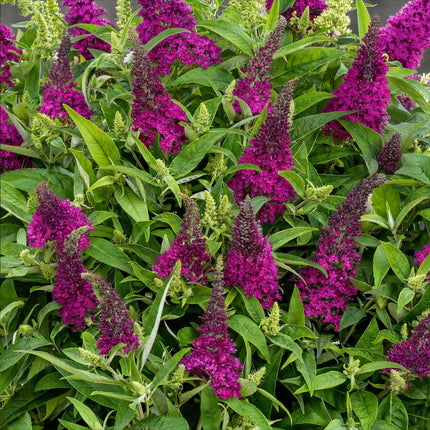 Buddleja davidii Butterfly Candy Little Ruby - Arbusto delle farfalle - Compatto - Rosso - ↕20-25cm - Ø12cm