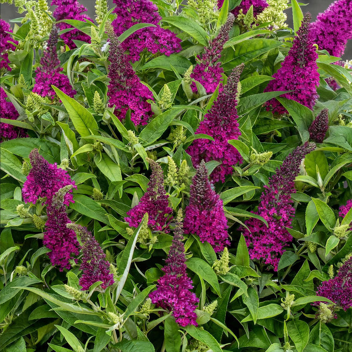 Buddleja davidii Butterfly Candy Little Ruby - Vlinderstruik - Compact - Rood - ↕20-25cm - Ø12cm