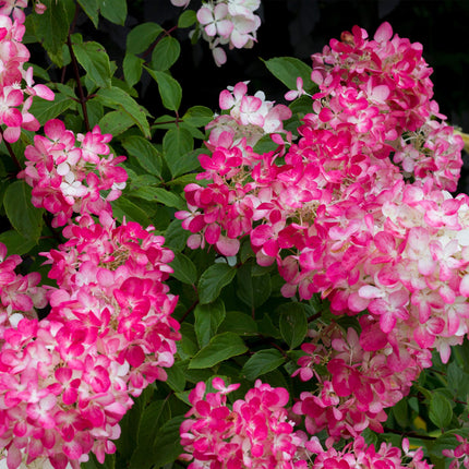 Panicle Hydrangea - Hydrangea panniculata Pink Diamond - Flower White Pink - 3 Plants - 1 m² - Deciduous - Large Flowers - Pot 17cm Height 50cm