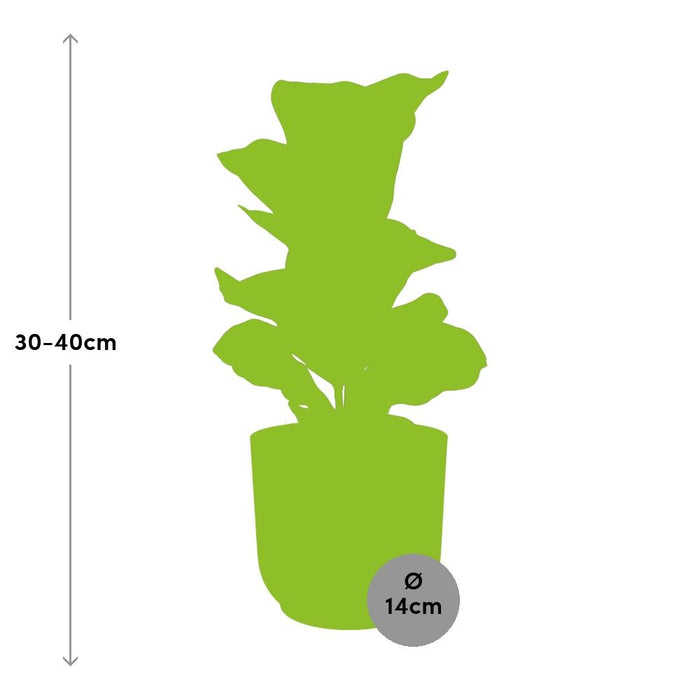 Ficus Lyrata ‘Bambino’ in elho Vibes Fold Ø14cm roze