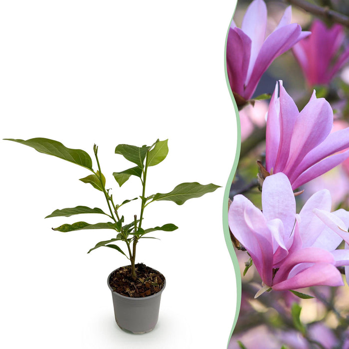 Magnolia Betty - Bloem Wit - 1 Plant - Bladverliezend - Weinig Onderhoud - Pot 12cm Hoogte 30cm