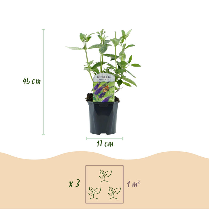 Buddleja davidii Empire Blue - Vlinderstruik - Blauw - ↕45cm - Ø17cm - 3x