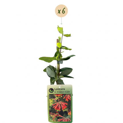 Lonicera br. 'Dropmore Scarlet' - Kamperfoelie 'Dropmore Scarlet' 6x - Rood-Geel - Klimplant - Ø9cm - ↕35cm