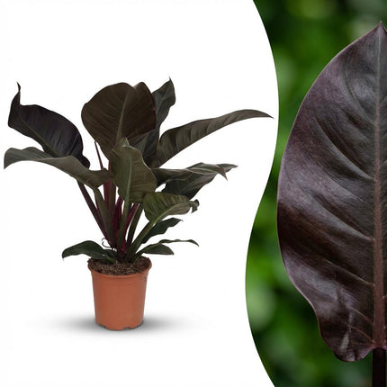 Philodendron Imperial Red - Rosso - ↕60cm - Ø19cm