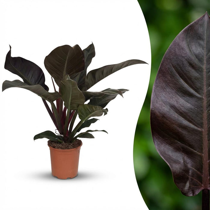 Philodendron Imperial Red - Rood - ↕60cm - Ø19cm