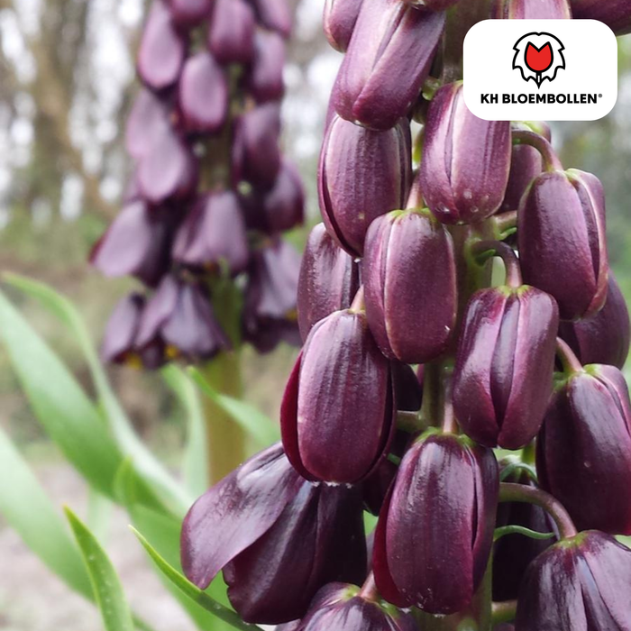 Fritillaria / Keizerskroon Purple Favorite 5 stuks