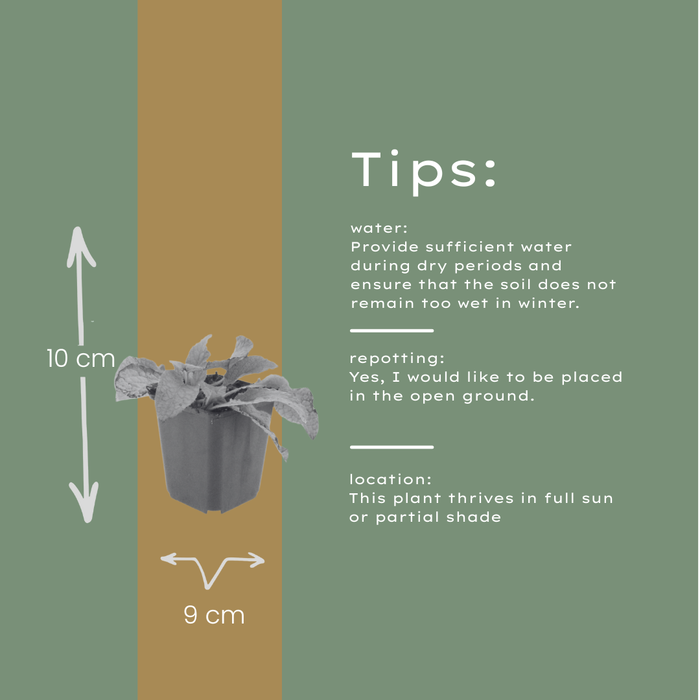 Symphytum grandiflorum 'Wisley Blue' - Smeerwortel - ↕10-25cm - Ø9cm - 12x