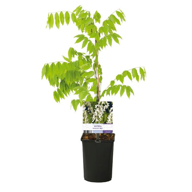Blå blåregn - Wisteria floribunda Alba - Hvid blomst - ↕40cm - Ø11cm