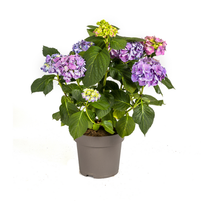 Hydrangea Macrophylla Blue - ↕70-80cm - Ø24cm