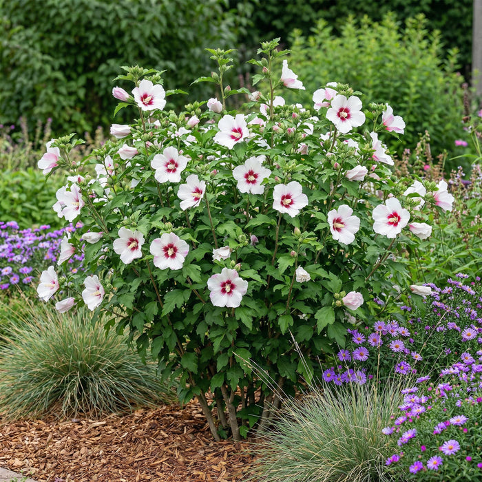 Hibiscus syriacus Hamabo - Tuin Hibiscus - Wit - Roze - ↕45cm - Ø17cm - 3x