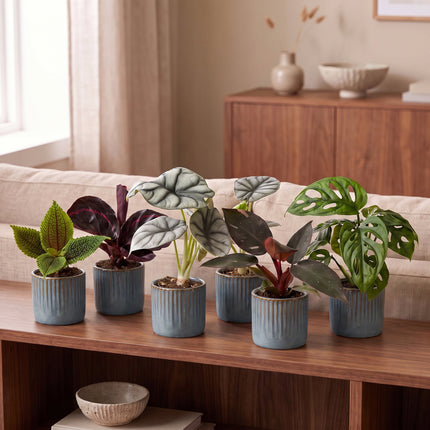 Baby Planten Jungle Mix - Diversen 6x - Tropisch - incl. Linnea Misty Blue - Ø6cm - ↕10-15cm