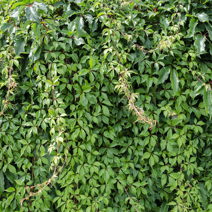 Parthenocissus Quinquefolia 'Engelmannii' - Vigne Sauvage - ↕65cm - Ø15cm