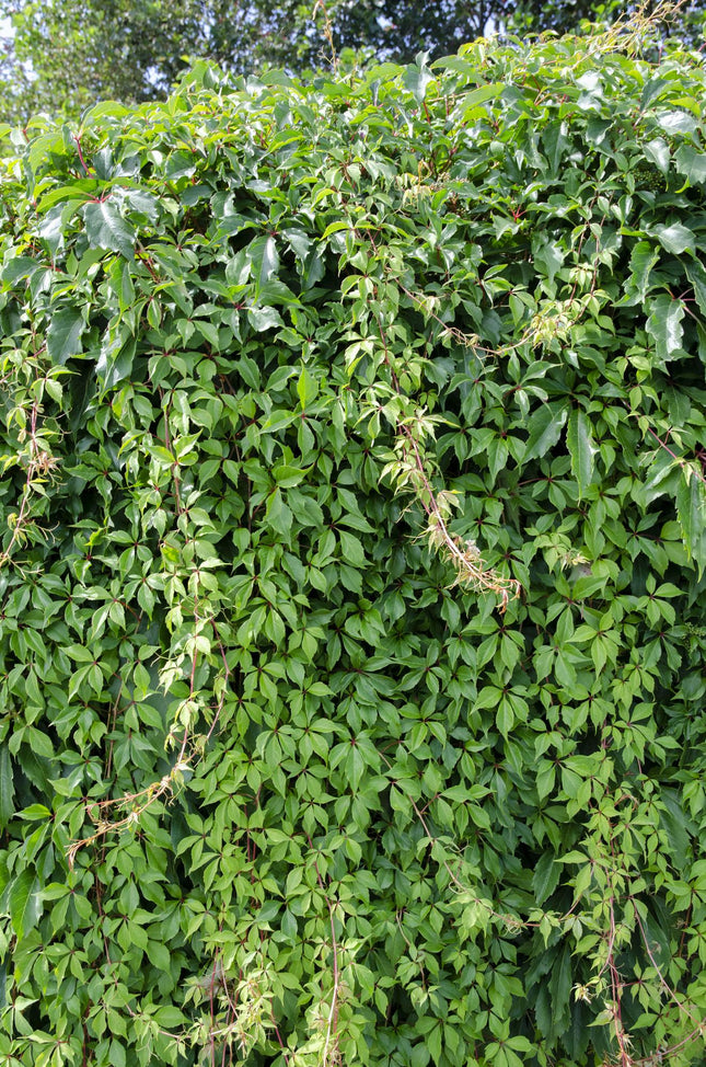 Parthenocissus Quinquefolia 'Engelmannii' - Vite selvatica - ↕65cm - Ø15cm