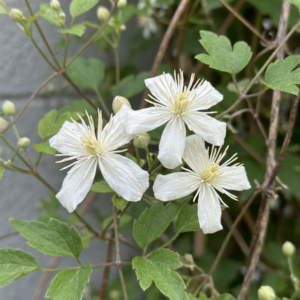 Clematis vitalba - Bosrank 6x - Wit - Klimplant - Ø9cm - ↕35cm