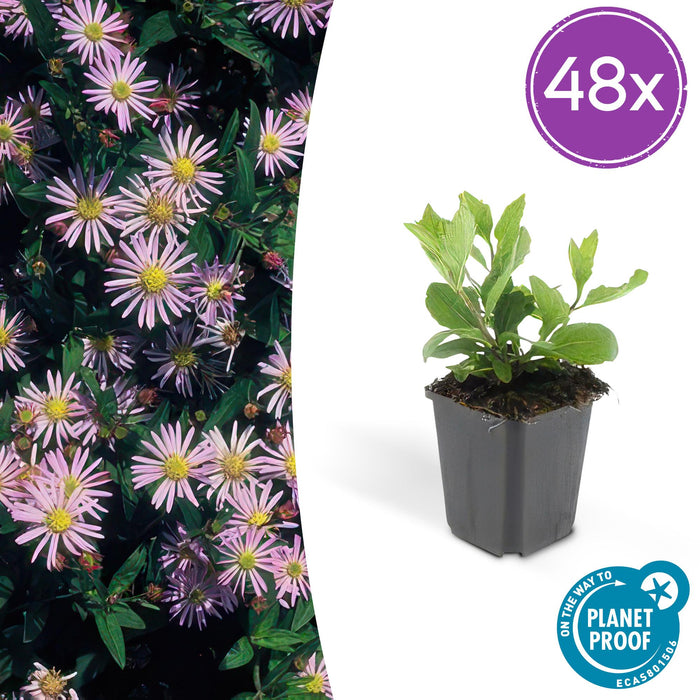 Aster ageratoides 'Asran' - ↕10-25cm - Ø9cm - 48x