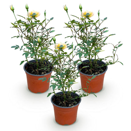 Rosa Tricolor Fairy - Rosa - Resistente - Giallo-Rosa - 3 Piante - Vaso da 12 cm - Altezza 20-25 cm