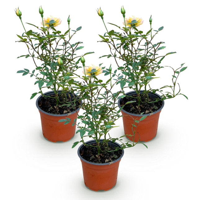 Rosa Tricolor Fairy - Roos - Winterhard - Geel-Roze - 3 Planten - Pot 12cm - Hoogte Hoogte 20-25cm