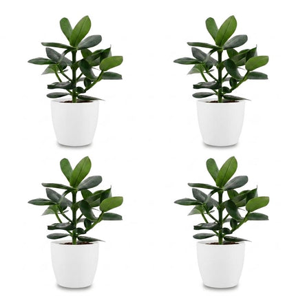 Clusia Princess - 4x - met Potter Wit - Pot 12cm - Hoogte - 40cm