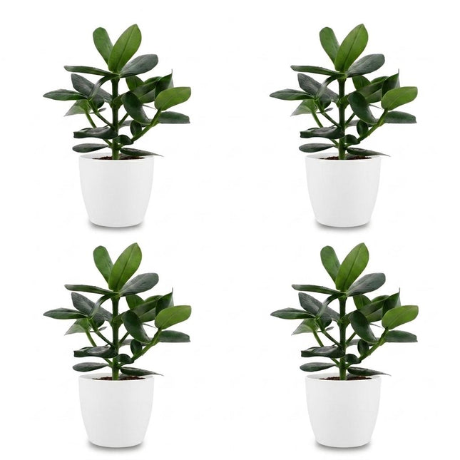Clusia Princess - 4x - with Potter White - Pot 12cm - Height - 40cm