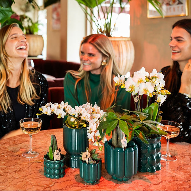 Kolibri Orchids | Plantenset Cotton Groen - Witte Phalaenopsis Orchidee Blossom Lausanne, Pachira, Succulent & Stapelia Leendertziae