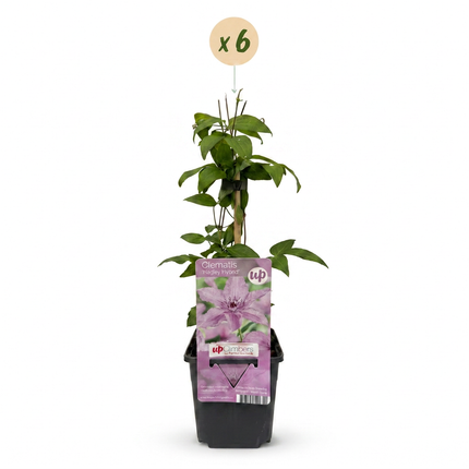 Clematis Hagley Hybrid 6x - Bosrank - Roze - Klimplant - Ø9cm - ↕35cm