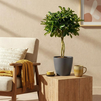 Schefflera Gold Capelle - Fingertræ - med grå urtepotte - ↕70-80cm - Ø21cm