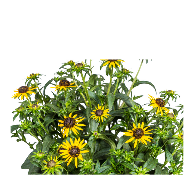 Rudbeckia Fulgida Petite étoile d'or - ↕45-60cm - Ø19cm