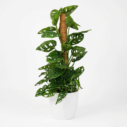 Monstera Andansonii Moss Pole - Monkey Mask - z białą doniczką - ↕90cm - Ø19cm