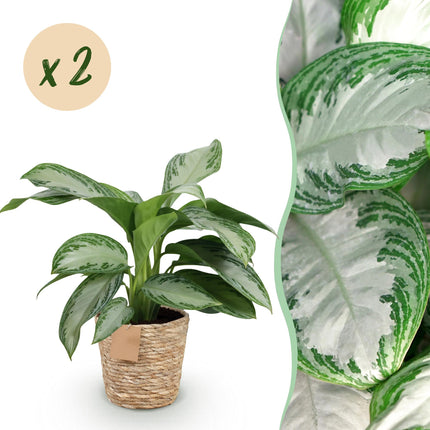 Aglaonema Silver Bay - Silver Leaf - with basket - ↕70-75cm - Ø17cm - 2x