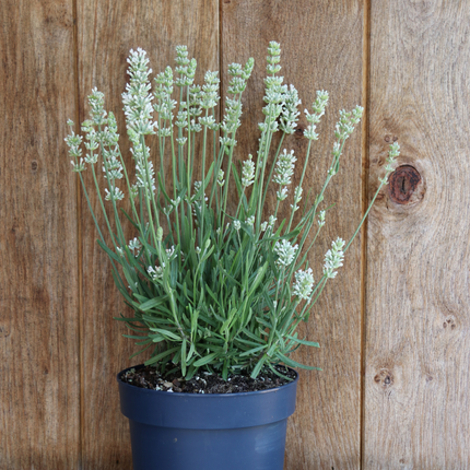 Lavandula Angustifolia Felice® - Lavendelpflanzen - Ø12cm - 6x