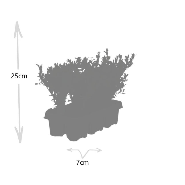 Ilex crenata 'Jenny' - ↕15cm - Ø7cm - 24x