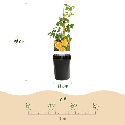 Trumpet flower - Campsis Radicans Flave - Flower Yellow - ↕40cm - Ø11cm - 2x