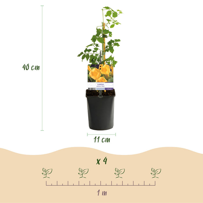 Trompetbloem - Campsis Radicans Flave - Bloem Geel - ↕40cm - Ø11cm - 2x