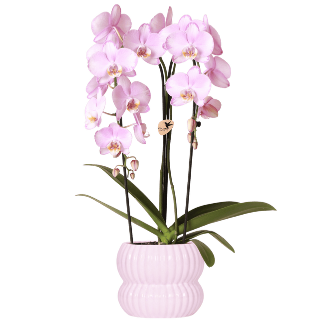 Kolibri Orchids | Roze Niagara Falls orchidee + Horizon sierpot lichtroze – potmaat Ø12cm