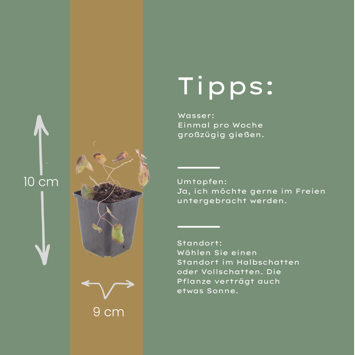 48x Epimedium rubrum - ↕10-25cm - Ø9cm