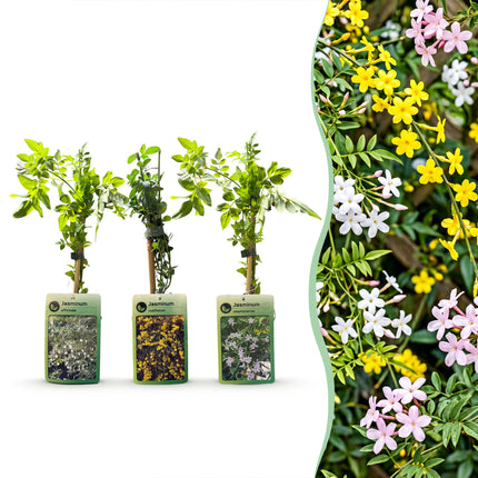 Jasminum Tricolour - Driekleurige jasmijn 12x - Geel - Wit - Roze - Klimplant - Ø9cm - ↕35cm