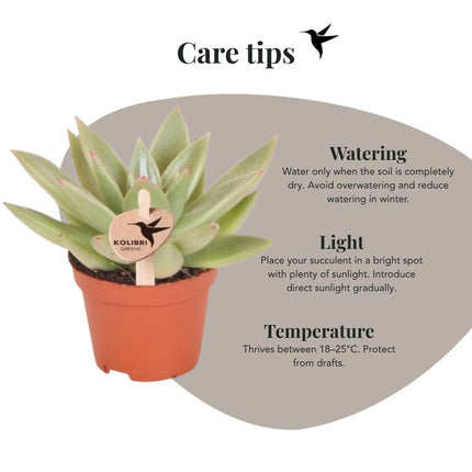 Echeveria Miranda - vetplant - Kolibri Greens - Ø6cm