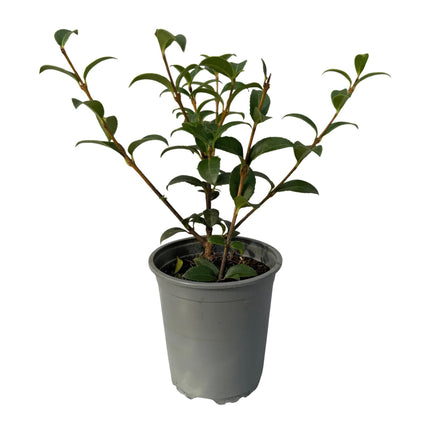Osmathus burkwoodii - green foliage - 8 plants - 1 linear meter - evergreen - 9cm pot height 25-30cm