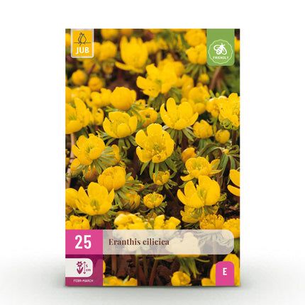 Bulbes de fleurs - Eranthis Cilicica - Couleur jaune - 25 pièces - Calibre 4/5 - Paquet XXL