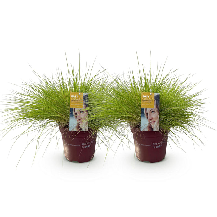 Siergrassen - Festuca glauca Golden Toupee - Geel - 2 Planten - Bladhoudend - Weinig Onderhoud - Pot 17cm Hoogte 50cm