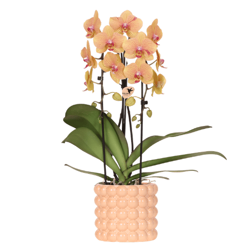 Kolibri Orchids | Niagara Falls orchidee Sunny Bunny met Poppy sierpot peach – Ø12cm