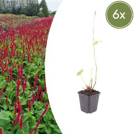 Persicaria amplexicaulis 'Blackfield' - Duizendknoop - ↕10-25cm - Ø9cm - 6x