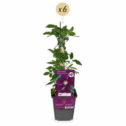 Clematis Warszawska Nike - Bosrank 6x - Rood - Klimplant - Ø9cm - ↕35cm