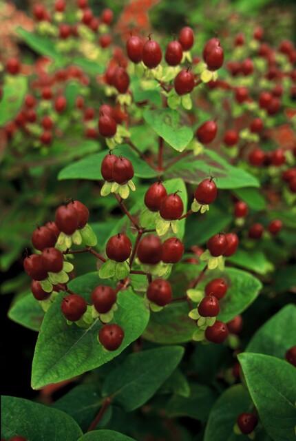 Hypericum inodorum 'Beauty' - ↕10-25cm - Ø9cm - 60x