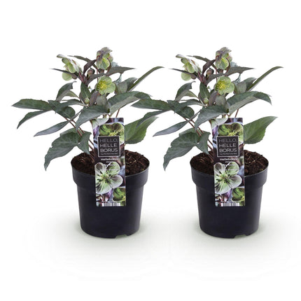 Lenten Rose - Helleborus sternii Silver Dollar - Green Flower - ↕35cm - Ø14cm - 2x