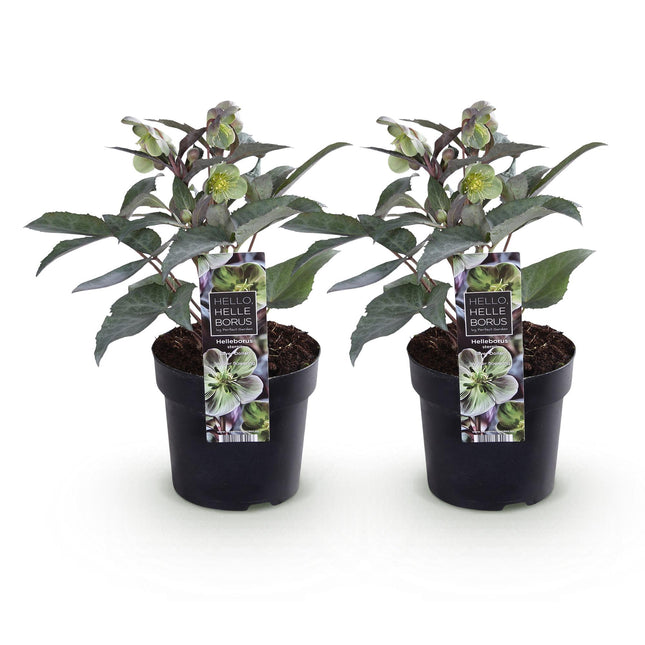 Fasterose - Helleborus sternii Silver Dollar - Grøn Blomst - ↕35cm - Ø14cm - 2x