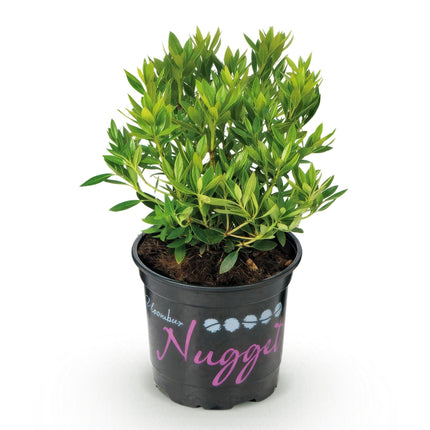 Dwerg Rhododendron - Rhododendron Bloombux Light Pink - Bloeiende Buxus - Licht Roze Bloem - ↕20-25cm - Ø10,5cm