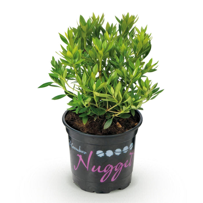 Dwerg Rhododendron - Rhododendron Bloombux Light Pink - Bloeiende Buxus - Licht Roze Bloem - ↕20-25cm - Ø10,5cm