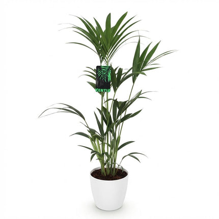 Howea Forsteriana - Kentia-Palme - mit weißem Übertopf - ↕120-130cm - Ø21cm