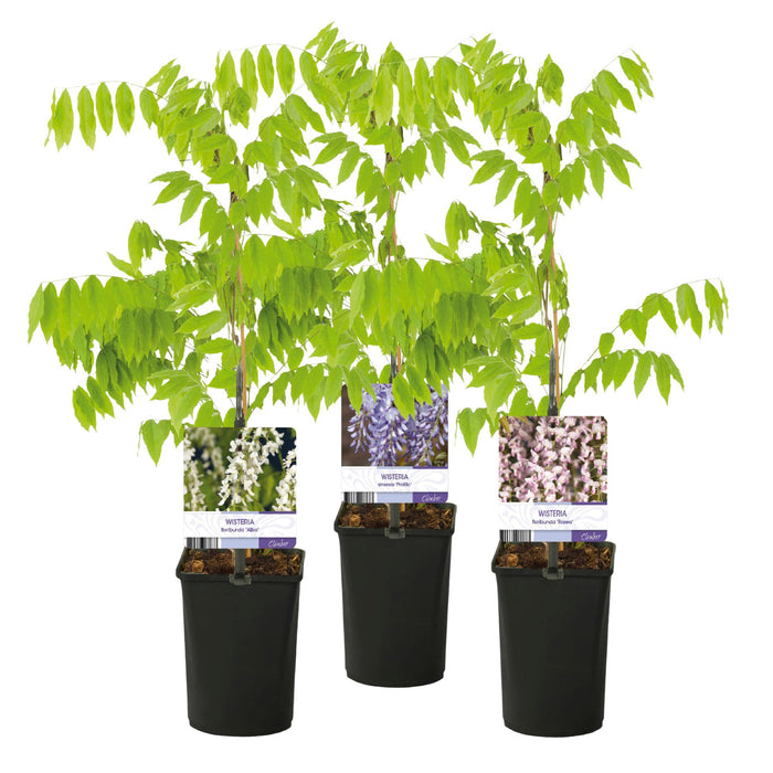 Blauwe regen - Wisteria floribunda Tricolour - Bloemen Blauw Roze Wit - ↕40cm - Ø11cm - 3x